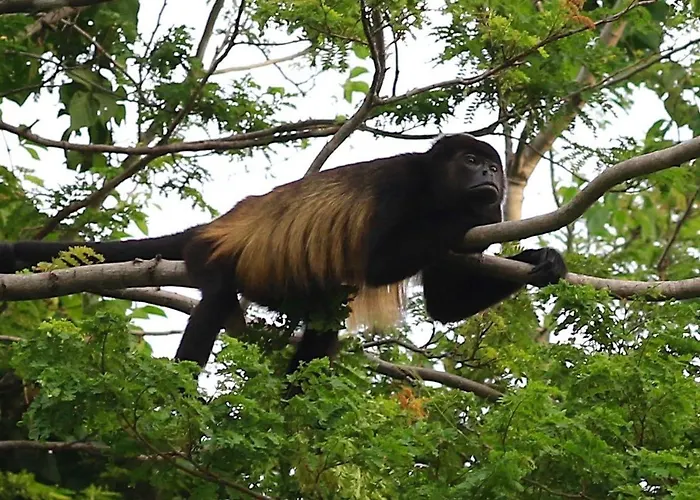 Palms 3- Luxury Beachfront Villa *